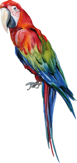 That's Mine Sisustustarra Manuel The Parrot